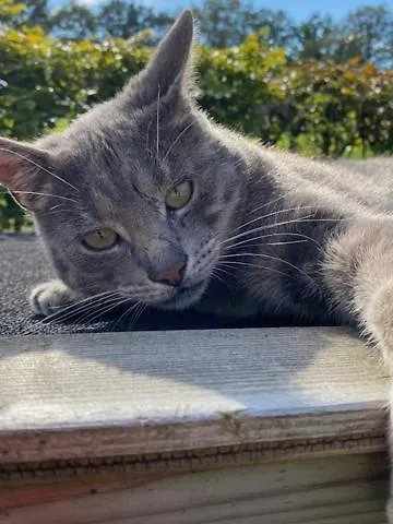 Bed & Breakfast Borgersteeg 4*